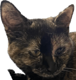 Shadow wizard money gang