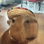 me,you love me (tiktok song) - Sound