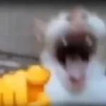 Cat Laughing Meme Sound Effect.