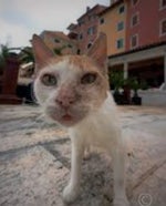 super mario wonder castle theme