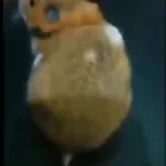 hamster burp