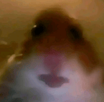 Another day another victory for the og