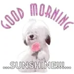 Niko Sigma (copy) - Sound