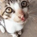 Cat meow sound effect