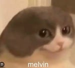 MEOW MEOW MEOW DING DING DING