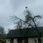 Rooster tree scream