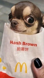 joost dont eat the onion