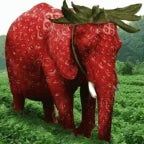 Strawberry elephant