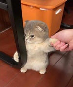 gwenchana deankt BdQqw6R