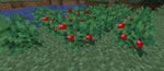 sweet berry bush - Place 5
