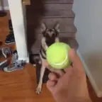 duke do you want the ball
