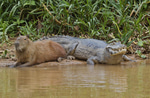 (Capybara)