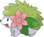 land shaymin cry