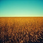 Word:12 Wheat.  In Hindi