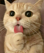 sad meow song