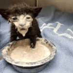 I need your love I need your time