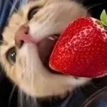 im a strawberry