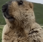 Polluted Platoon Pathfinder Another Crab s Treasure OST