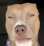 Rxoach Minecraft song MEME