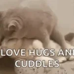 canım 31 cekmek istiyo