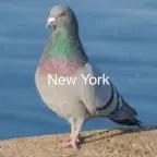 Pigeon AI #12