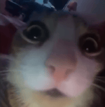 Caveira BAD TO THE BONE (meme base)