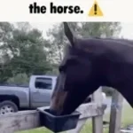 dying horse ahh beat