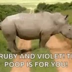 hippopotame qui chie