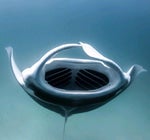 you thought it was over, ha