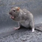 street rat