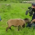 british goat (online-audio-converter.com)