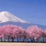 SAKURA FA POISON