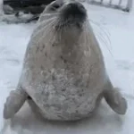 seal claps