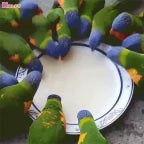 Lorikeet song