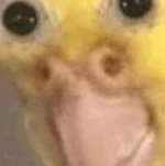 CR7 chegando de carro com funk estourado