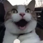 Dutch Disorder Heroine (Cenic ft