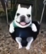 The Black and Tans,BRING IT BACK