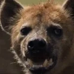 Hyena whooping 7