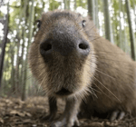 Directed by Robert B