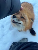 Skibidi Skibidi Fanum Tax Mexico