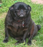 Ultra Instinct Theme Remix Slowed