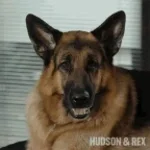 dogbarking