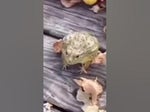 frog laughing meme
