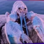 je suis un sanglier madame