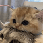 kumala savesta full lore