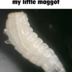 maggot