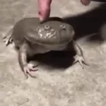 Budget Frog Screaming
