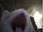 cat scream