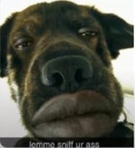 dog of wisdom 2 harmonica