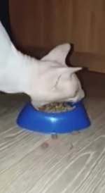 jingle bell jingle bell jingle bell ROCK